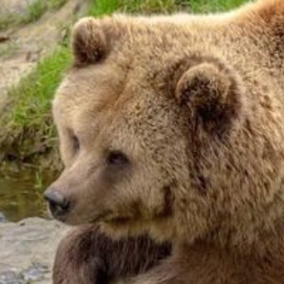 cupidbears